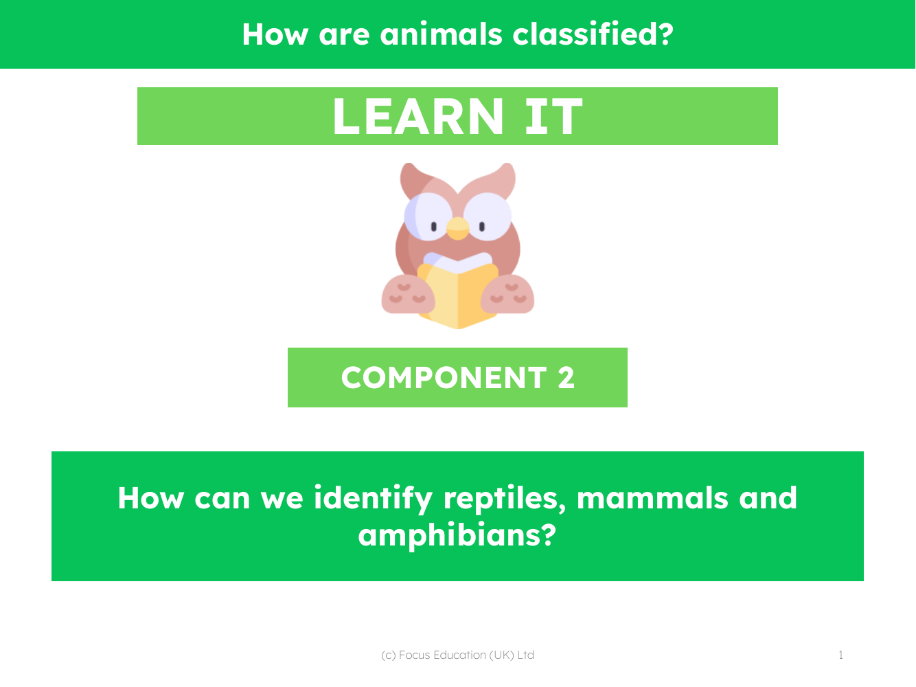 How can we identify reptiles, mammals and amphibians? - Presentation