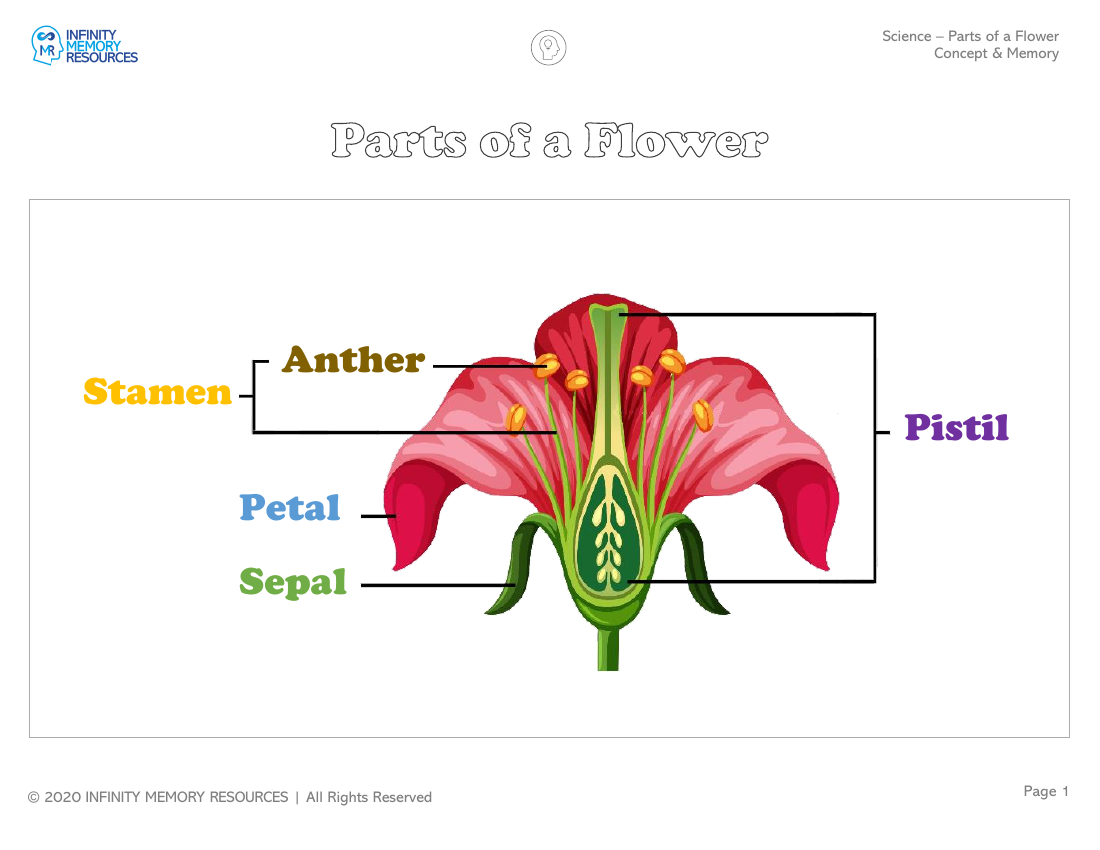 Parts of a Flower - Concept & Memory | Pango