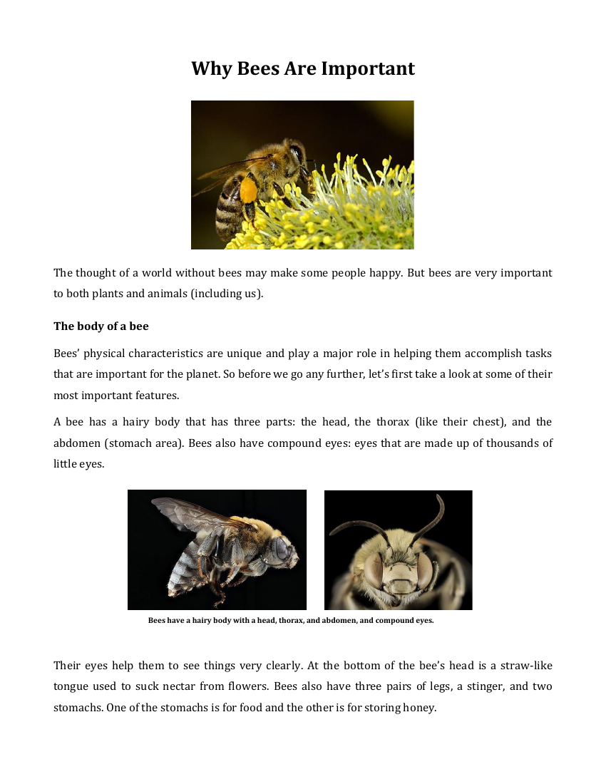 Why Bees Are Important - Reading with Comprehension Questions