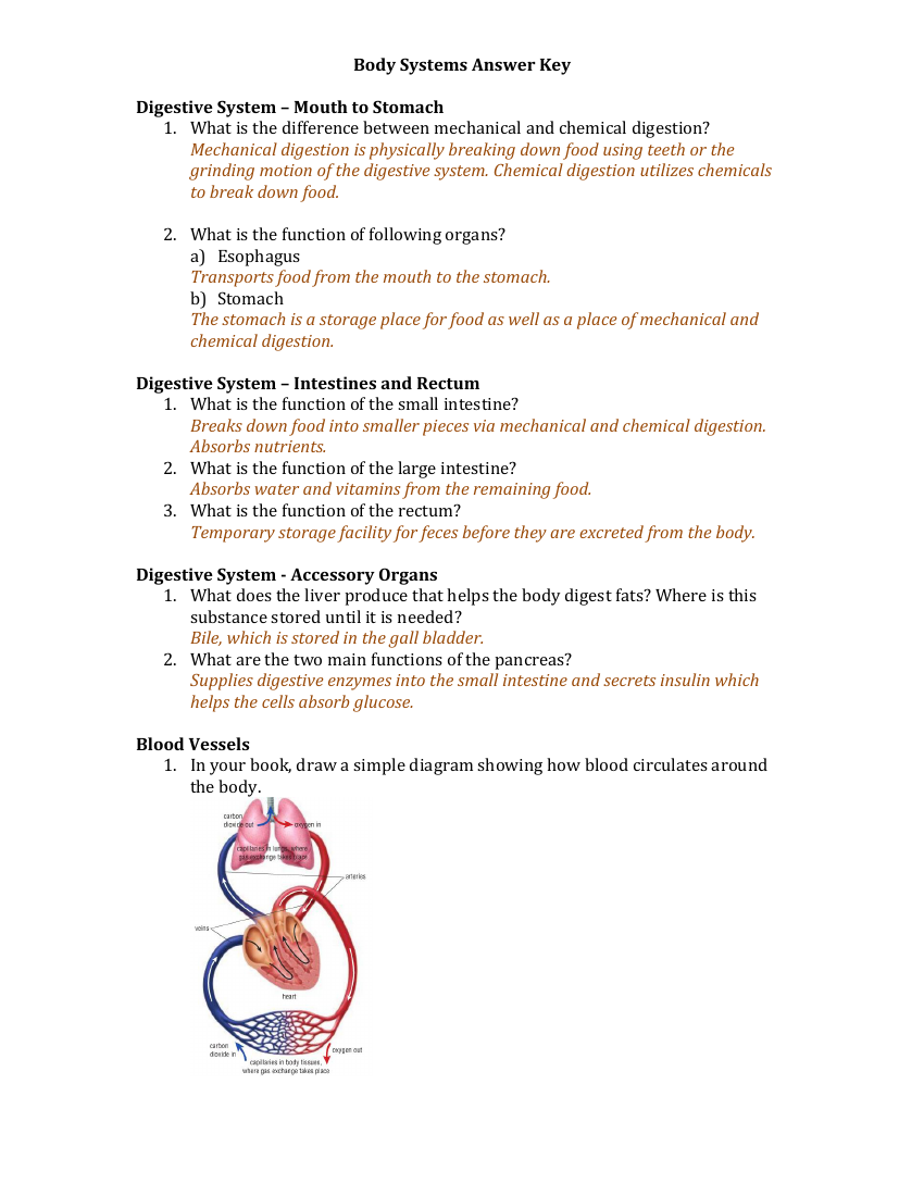 Body Systems - Bell Ringers Answer Key