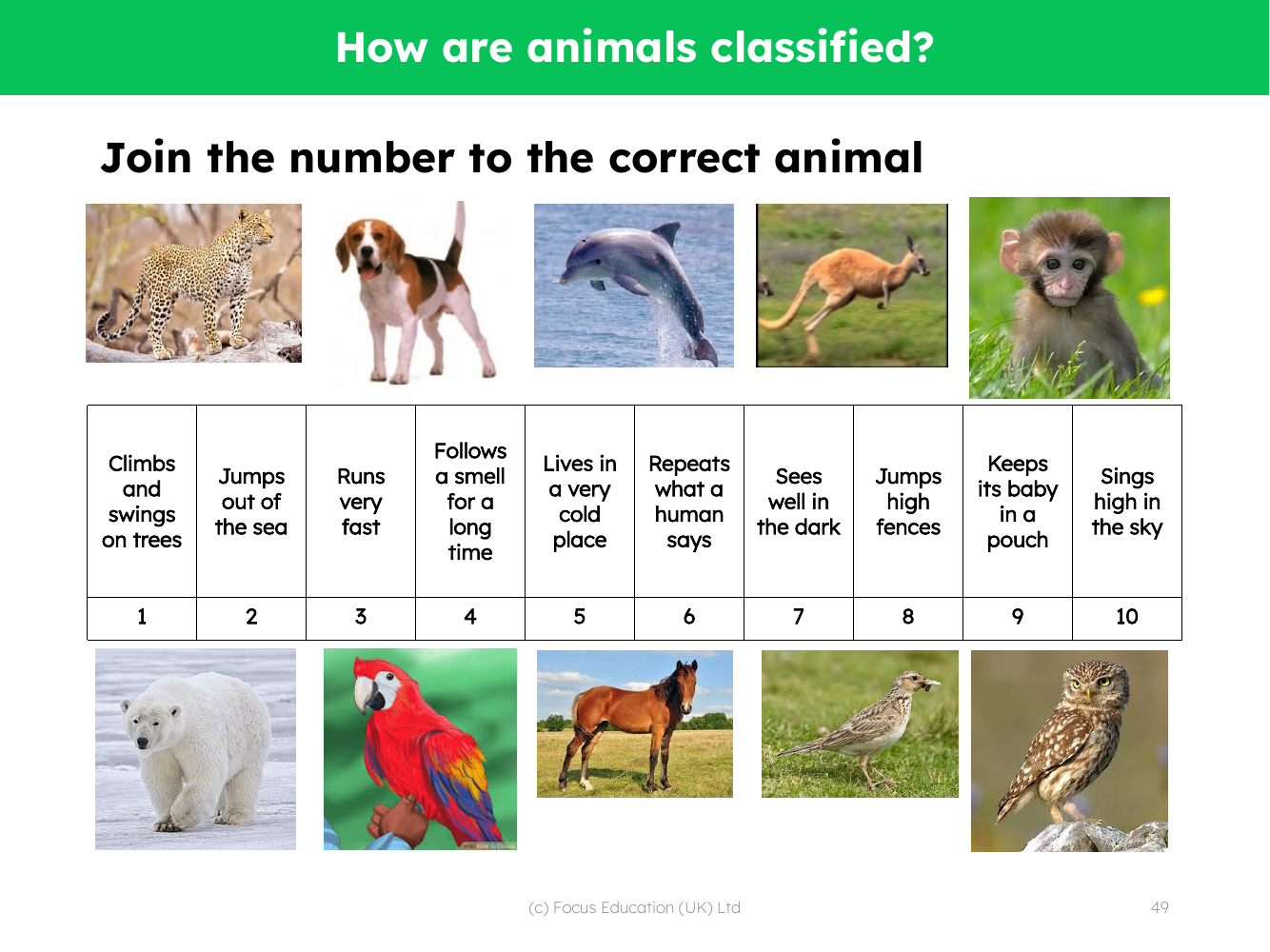 Picture match - Animals