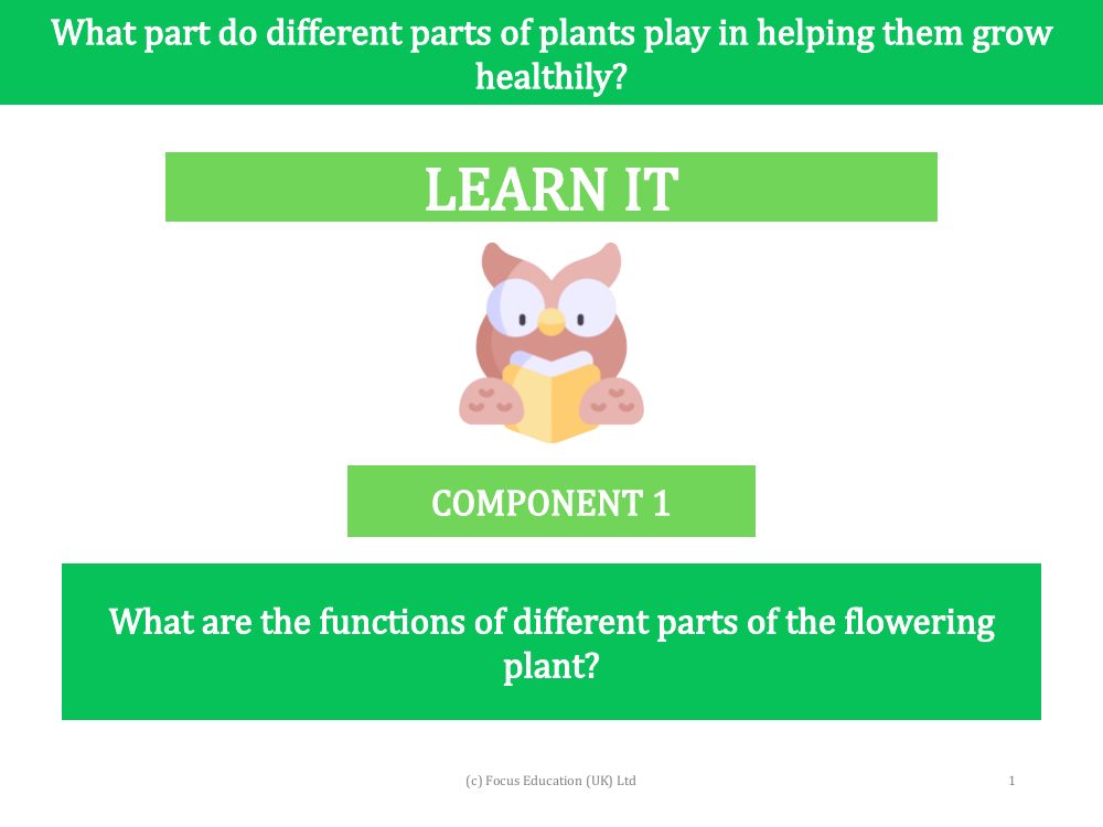 What are the functions of different parts of the flowering plant? - presentation