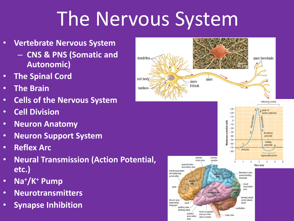 The Nervous System - Teaching Presentation