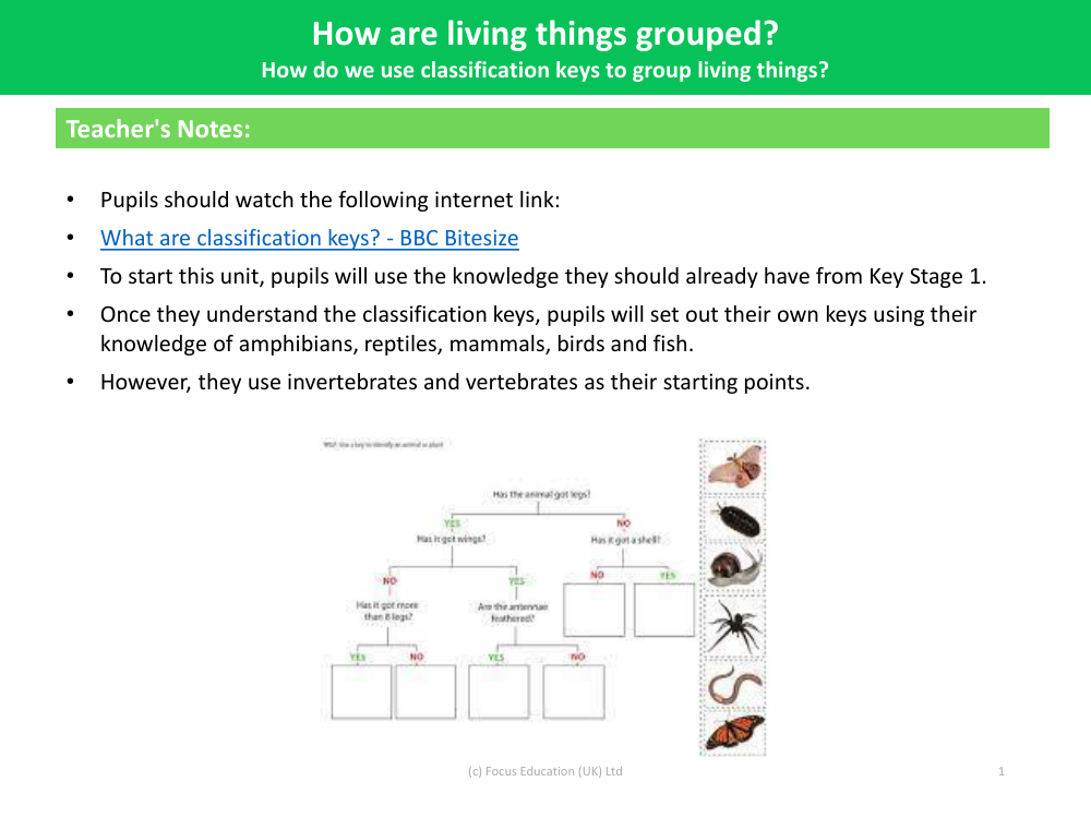 How do we use classification keys to group living things? - Teacher's Notes