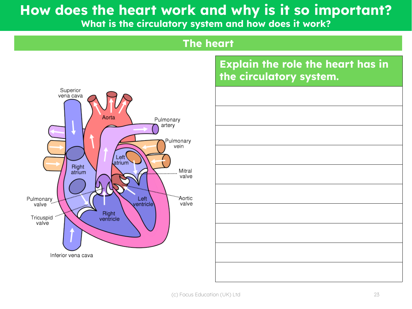 The heart - Worksheet