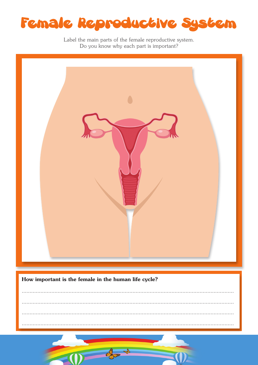 Conception - Female Reproductive System - Worksheet