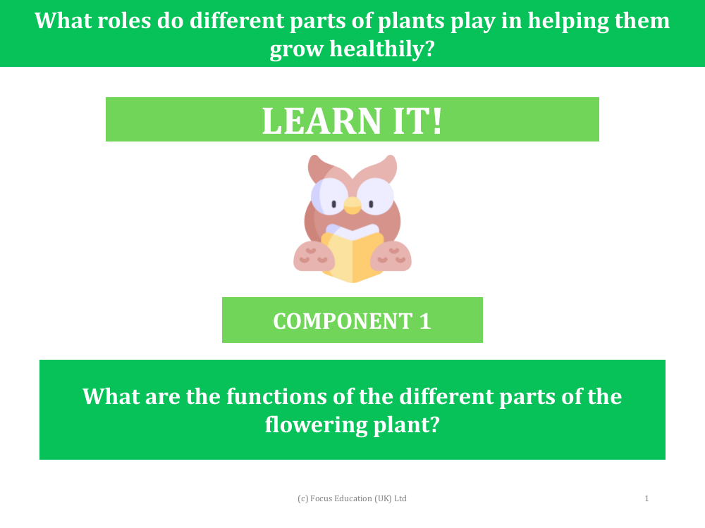 What are the functions of different parts of the flowering plant? - presentation