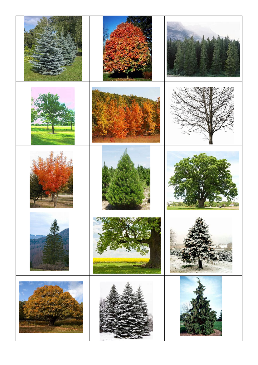 Identifying Plants - Evergreen Deciduous Cards