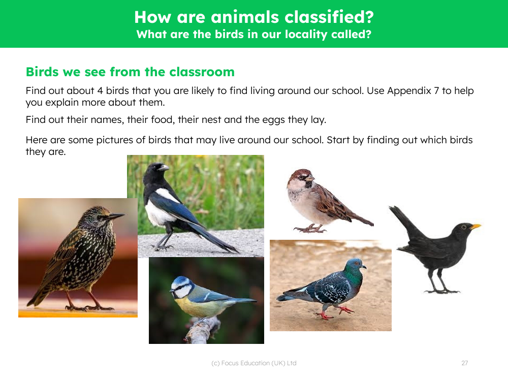 Birds we see from the classroom - Worksheet