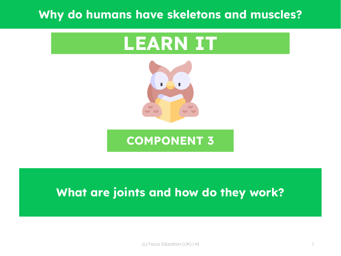 What are joints and how do they work? - Presentation