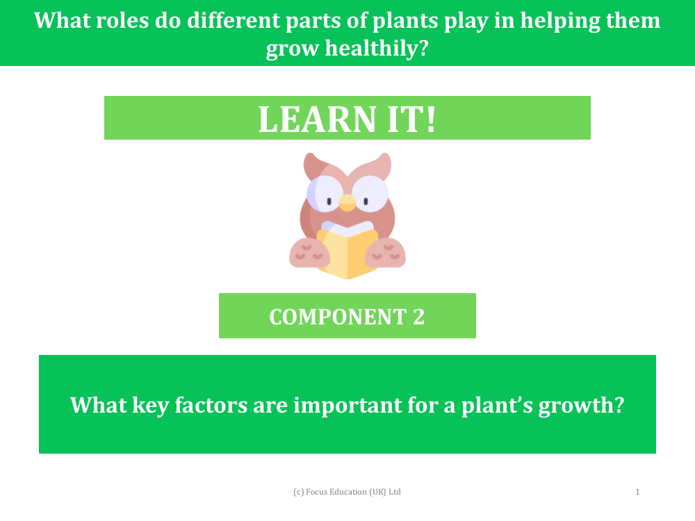 What are the key factors that are important to a plant's growth? - presentation