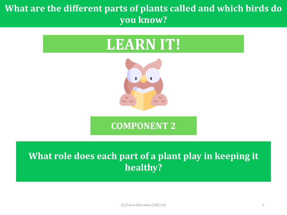 What role does each part of a plant play in keeping it healthy? - Presentation