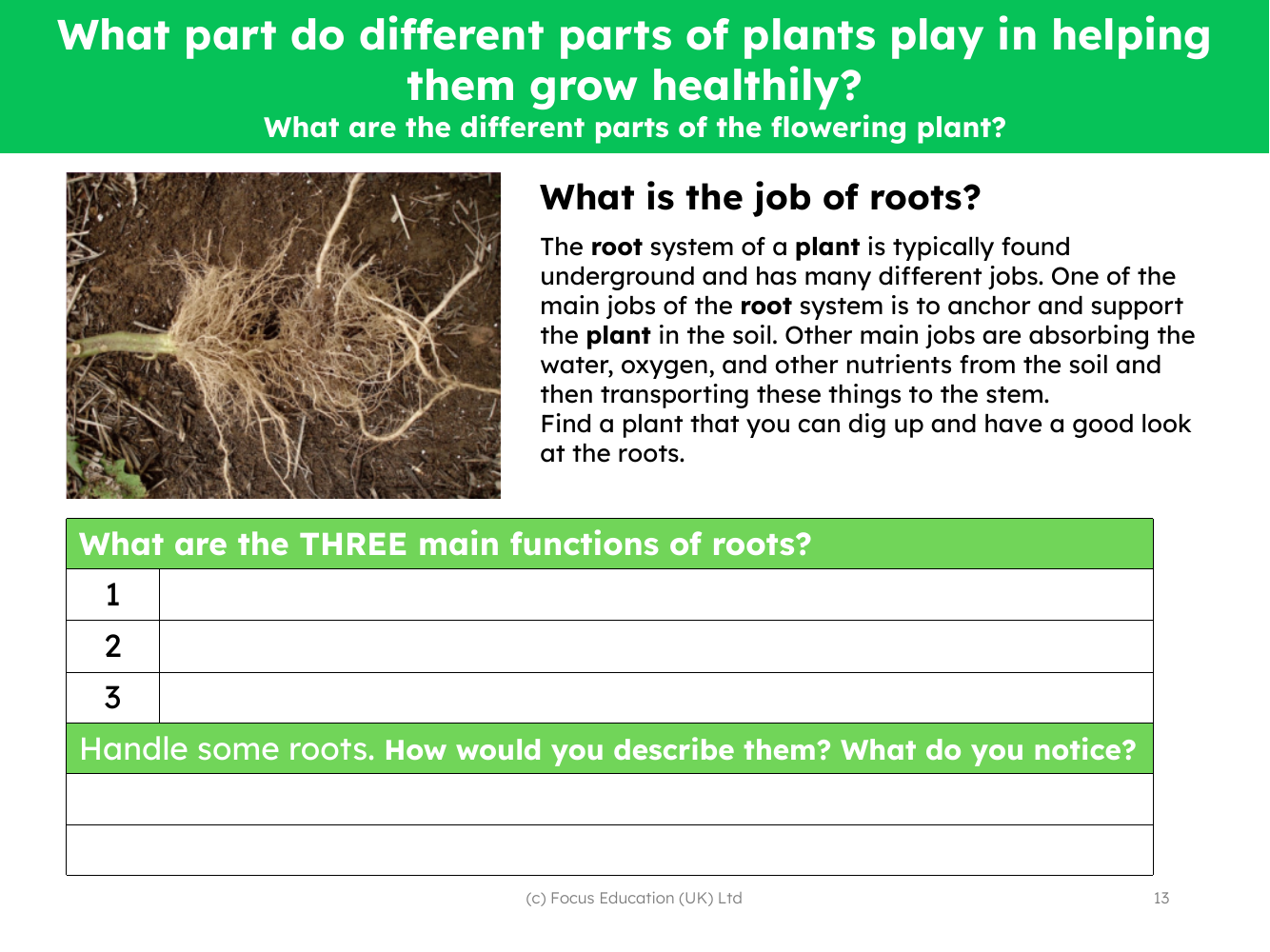 What is the job of roots? - worksheet