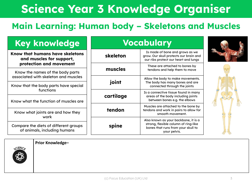 Knowledge organiser - Skeletons and Muscles - 2nd Grade