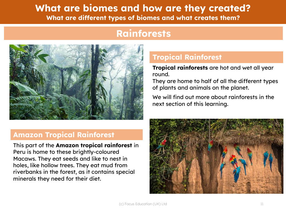 Rainforest - Info sheet