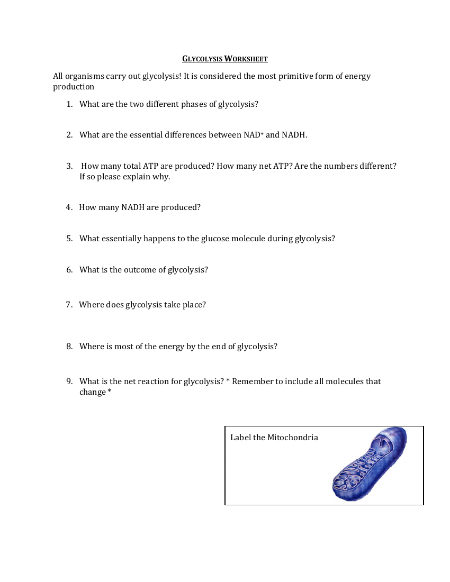 Glycolysis and Citric Acid Cycle - Worksheet