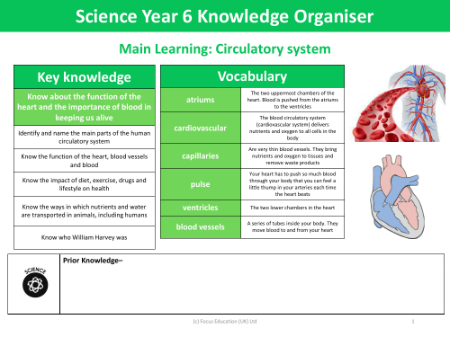 Knowledge organiser - Heart and the Circulatory system - Year 6