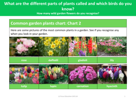 Common Woodland Plants Chart - Chart 2 - Plants - Year 1