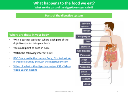 What is the digestive system? - Info sheet