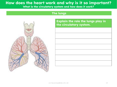 The lungs - Worksheet