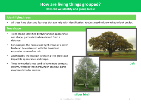 Identifying Trees - Info Pack - Grouping Living Things - Year 4