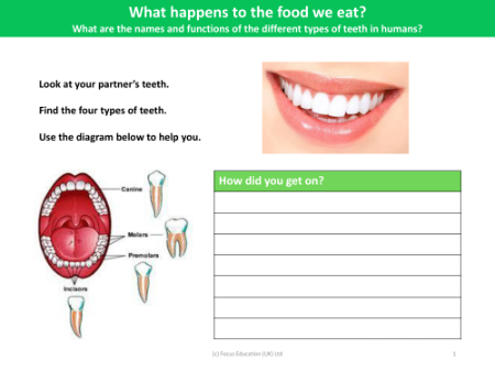 Find the four types of teeth - Worksheet