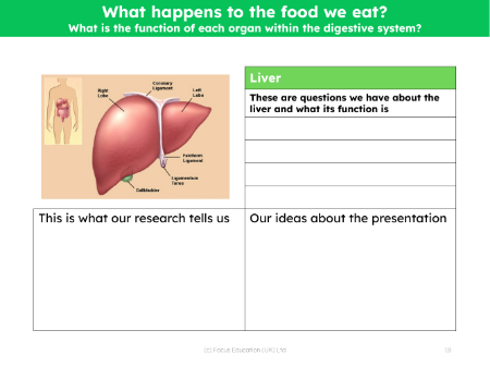 Liver - Research sheet