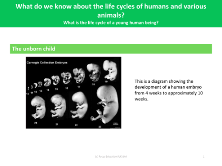 The unborn child - Diagram - Year 5