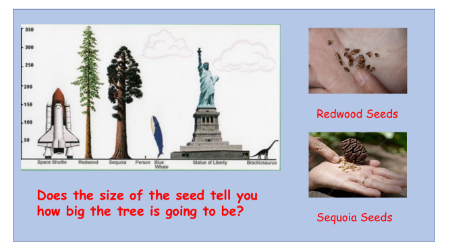 Seed and Tree Size