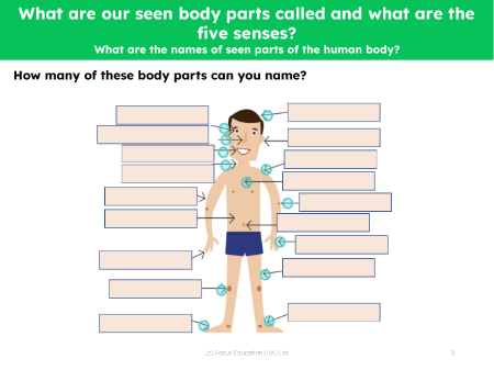 How many body parts can you name? - Worksheet