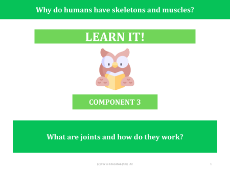 What are joints and how do they work? - Presentation