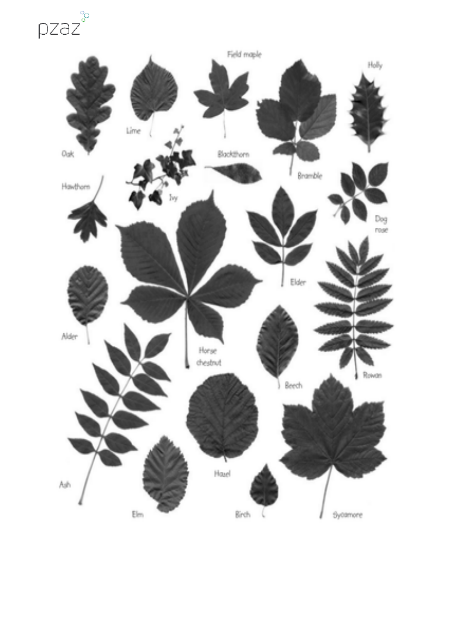 Identifying Plants - Leaf Identification