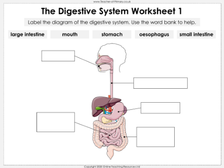 The Digestive System - Worksheet