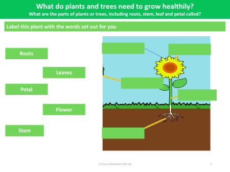 Label this plant with the words set out for you - Worksheet - Year 2