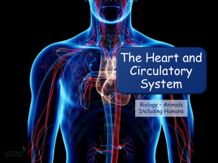 The Heart and the Circulatory System - Presentation