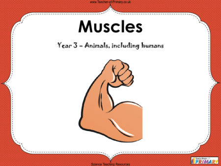 Muscles - PowerPoint