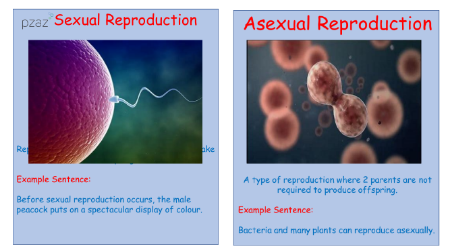 Evolution - Keywords