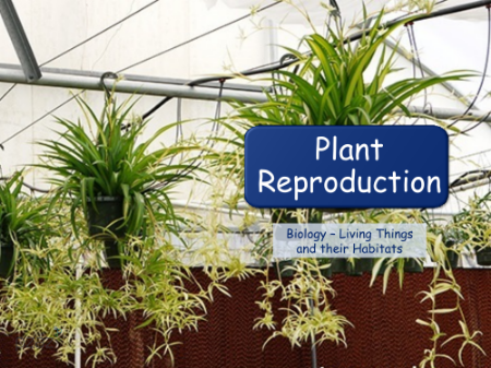 Plant Reproduction - Presentation