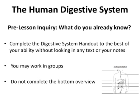 Human Body Systems - Digestive System Teaching Presentation