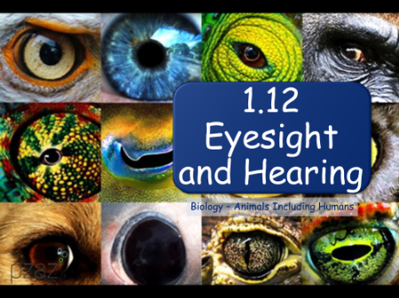 Eyesight and Hearing - Presentation