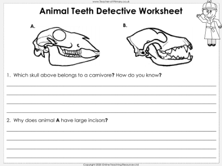 Teeth - Worksheet