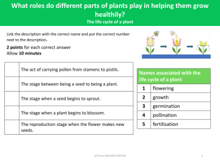 The life cycle of a plant - vocabulary and definition activity - worksheet