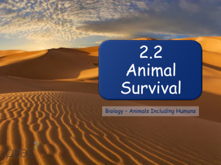 Animal Survival - Presentation