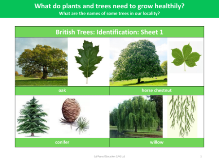 British Trees: Identification: sheet 1 - Plants - Year 2