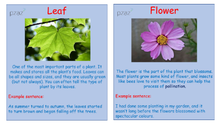 Plants - Keywords