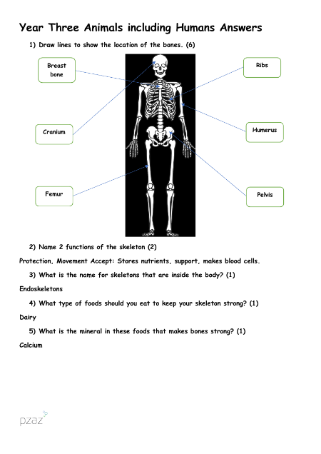 Animals including Humans - Answers