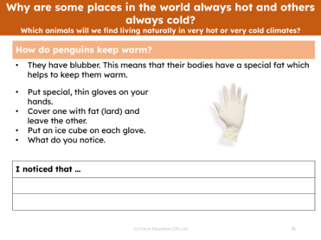 How do penguins keep warm - Investigation instructions