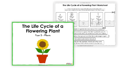 The Life Cycle of a Flowering Plant