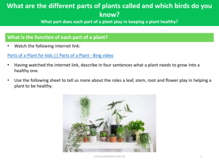 What is the function of each part of a plant? - Plant - Year 1