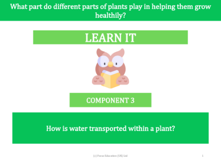 How is water transported within a plant? - presentation